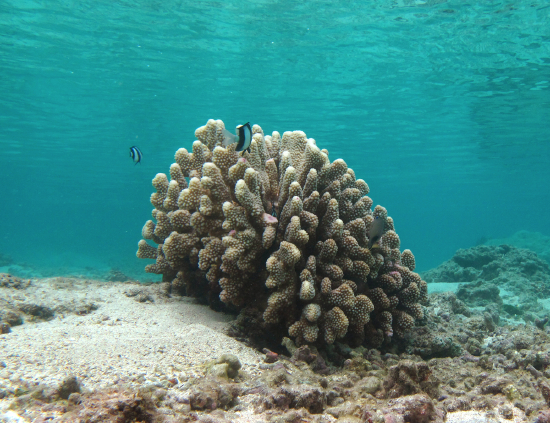  Pocillopora eydouxi (Antler Coral)